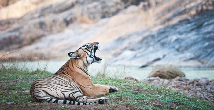 Тигриные заповедники в Индии Причина запрета: сохранение популяции редкого вида животных