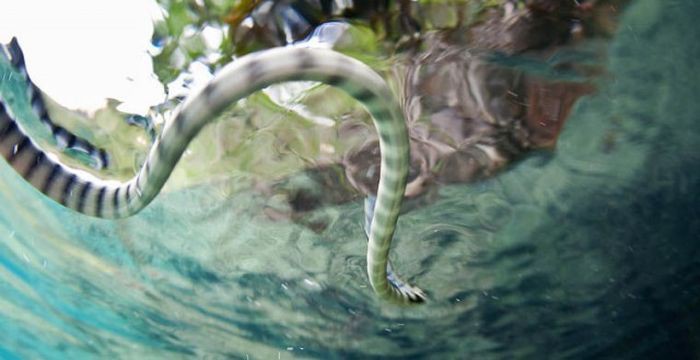 Остров Кеймада-Гранди Причина запрета: очень много ядовитых змей