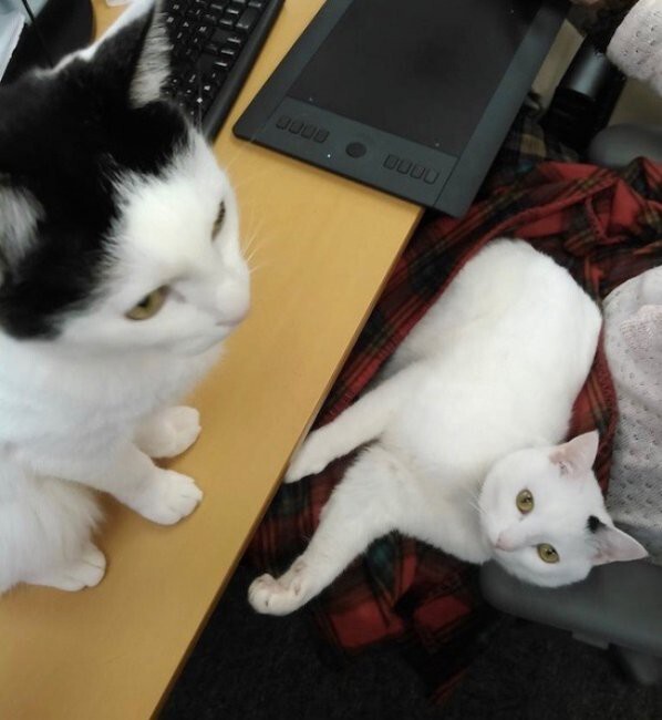 Японская фирма Ferray Corporation разрешила сотрудникам приносить кошек на работу 