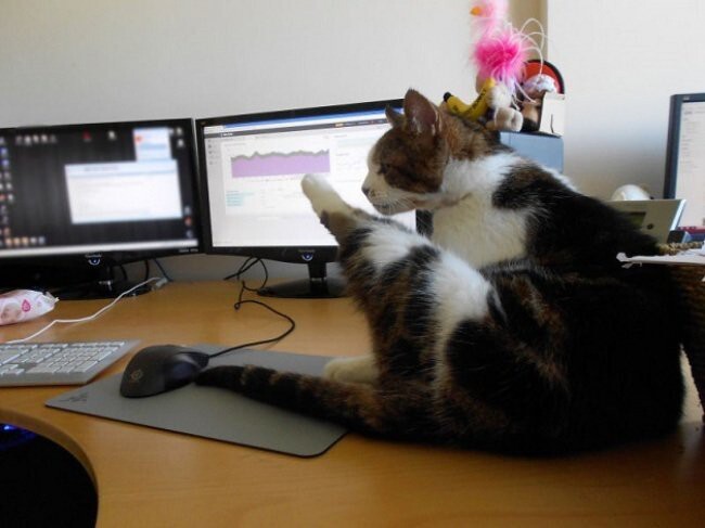 Японская фирма Ferray Corporation разрешила сотрудникам приносить кошек на работу 