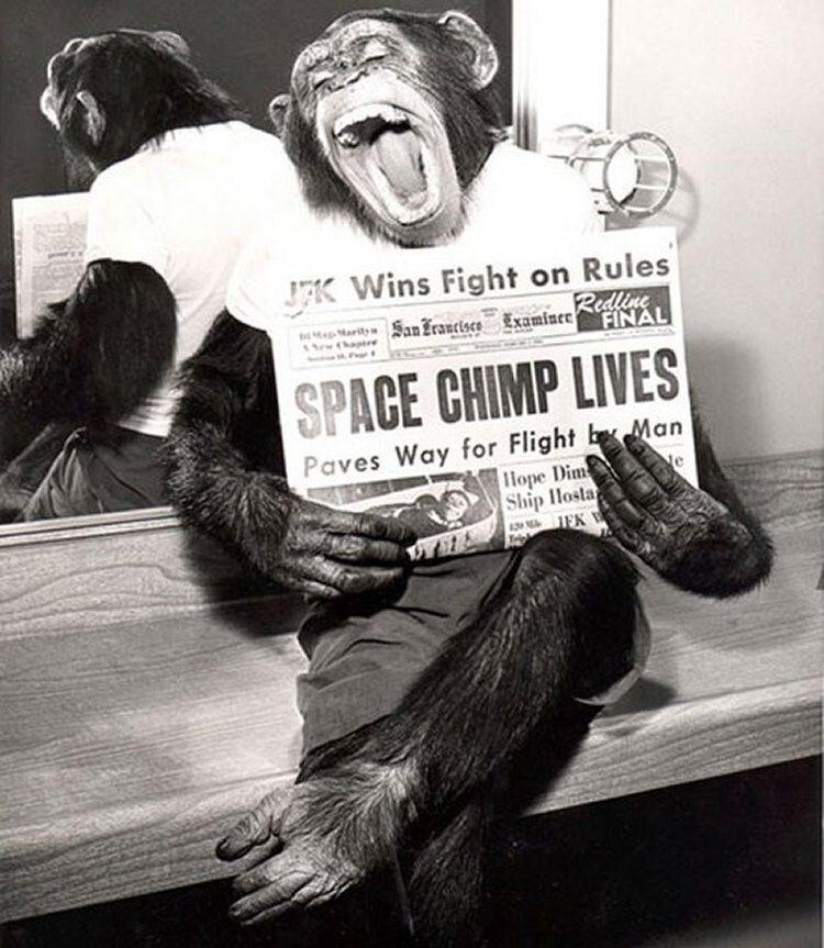 Шимпанзе после успешного полета в космос, 1961 год.