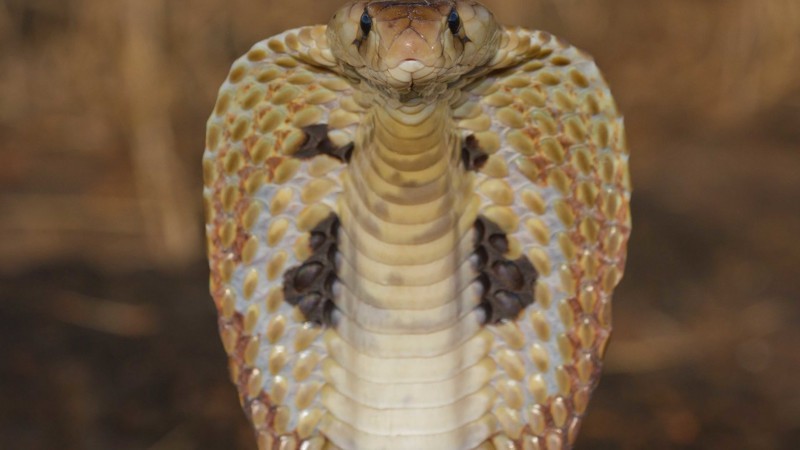Самые распространенные мифы о змеях  