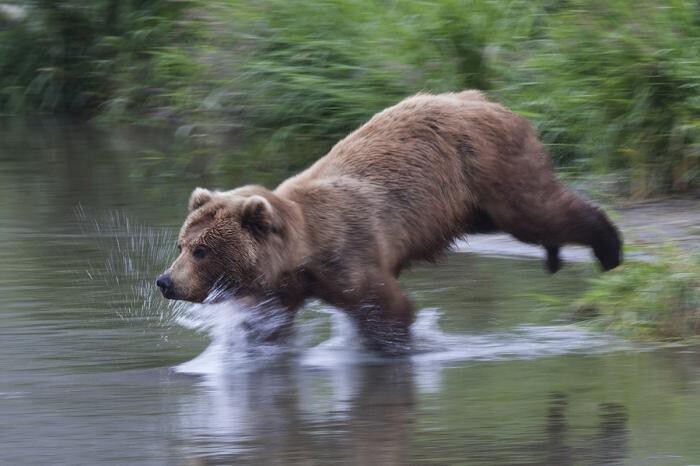 Медведица Пушкина