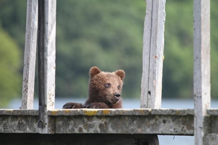 Медведица Пушкина