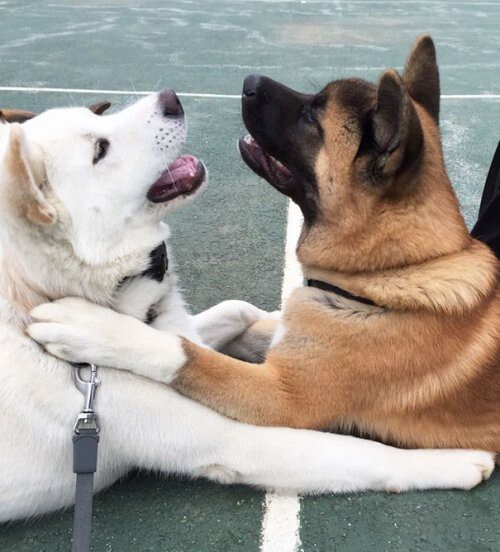Очаровательная дружба между собаками