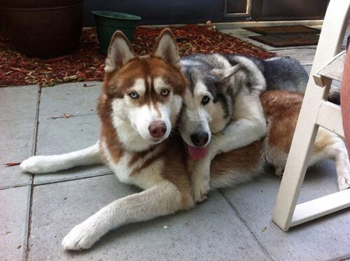 Очаровательная дружба между собаками