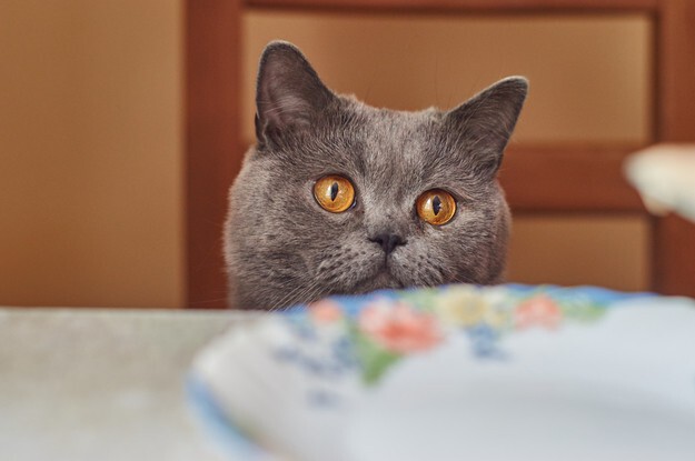 15 кошек, которые решили, что могут есть со стола