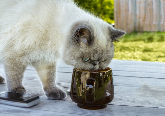 15 кошек, которые решили, что могут есть со стола