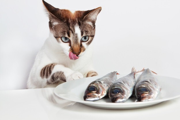 15 кошек, которые решили, что могут есть со стола