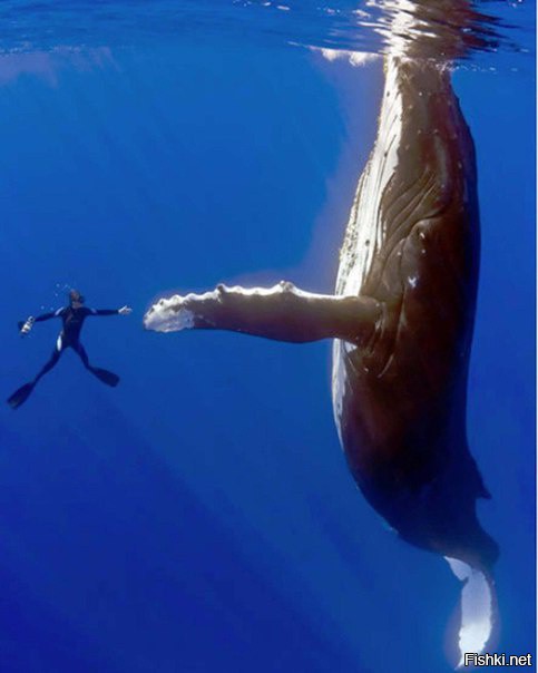 19 февраля - Всемирный день кита, или Всемирный день защиты морских млекопита...