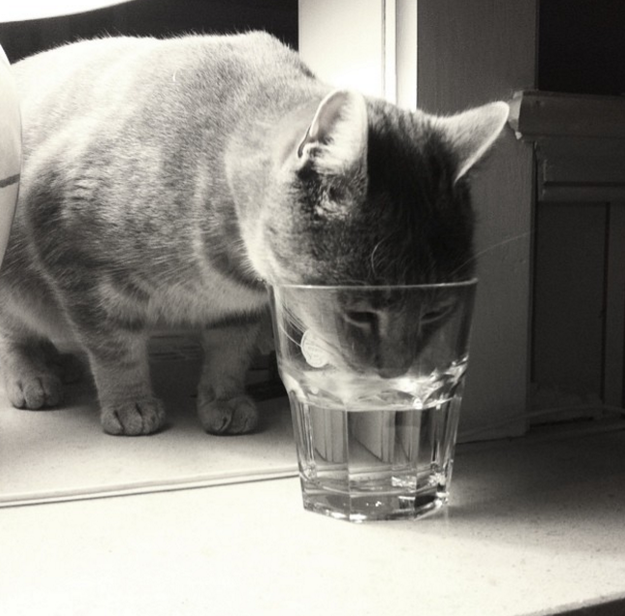 21. Когда кошке хочется попить именно из твоего стакана