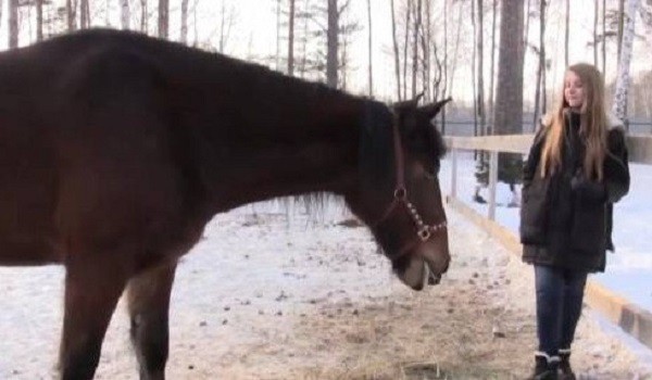 На Урале школьница выкупила полицейского коня, списанного на убой