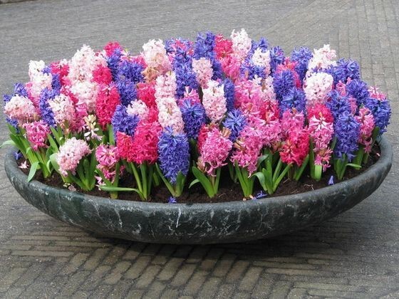 Гиацинты - красивые цветы с приятным запахом  