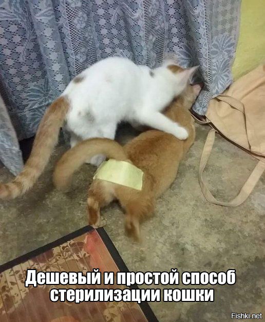 Из солянки