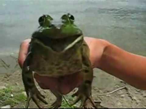 Играем имперский марш на жабе 