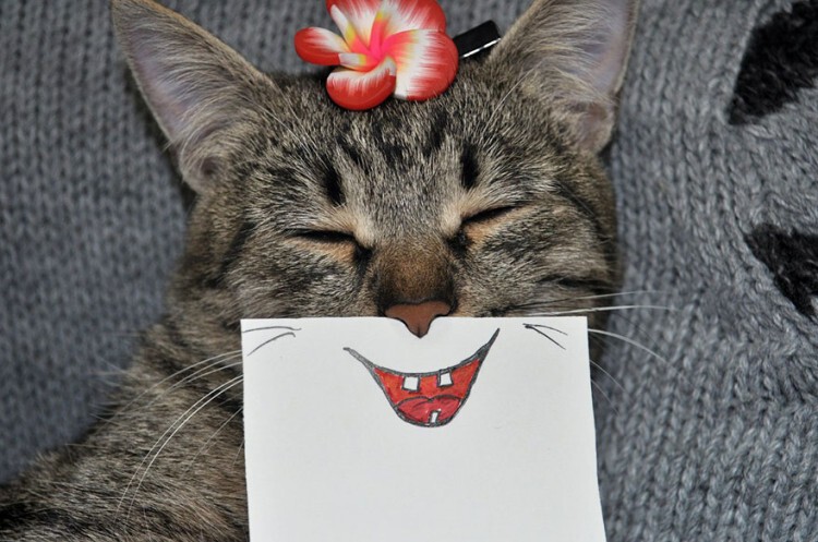 Чего не хватает котикам в Интернете? Конечно же, бумажных смайликов!