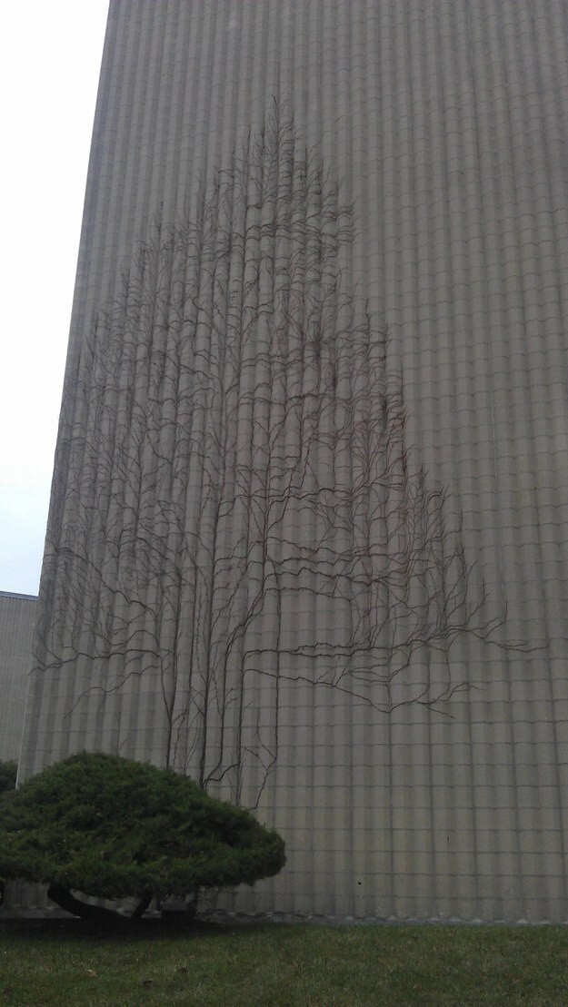 6. Плющ, который разросся на стене здания в форме дерева