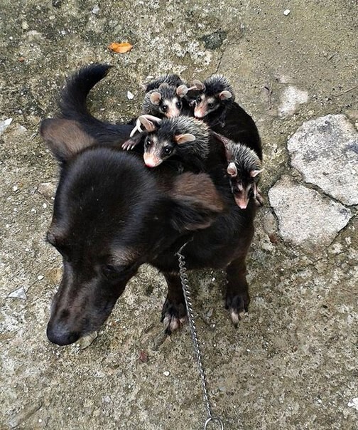 Собака приютила осиротевших маленьких опоссумов и катает их на себе