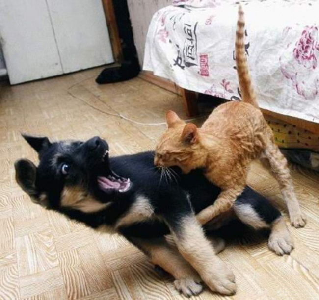 Похоже, кот научился понимать команду «фас» быстрее своего товарища.