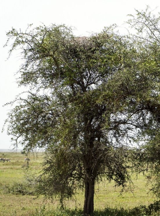 Леопард, спрятавшийся на дереве