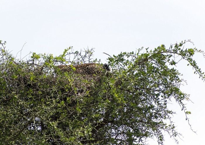 Леопард, спрятавшийся на дереве