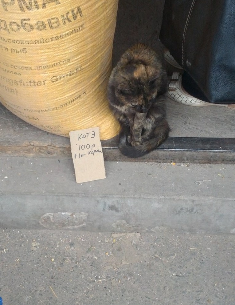 Раньше дворовые коты были не дороже 10 рублей 