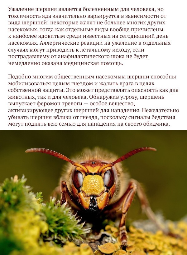 Опасная фауна в России. Скоро весна