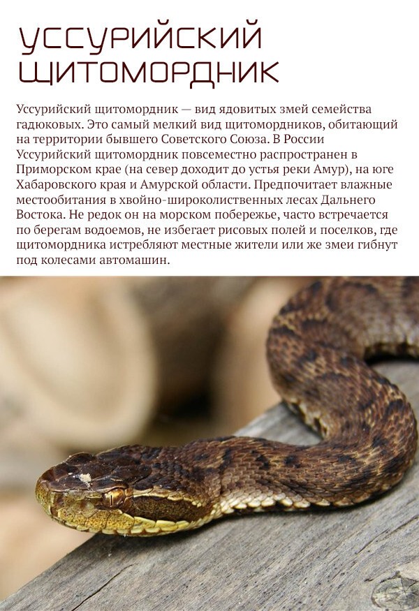 Опасная фауна в России. Скоро весна