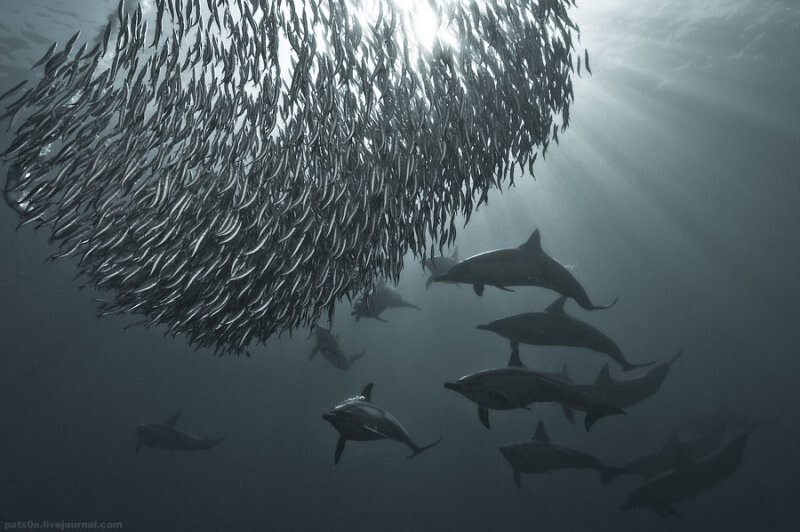 Потрясающие подводные фотографии Александра Сафонова
