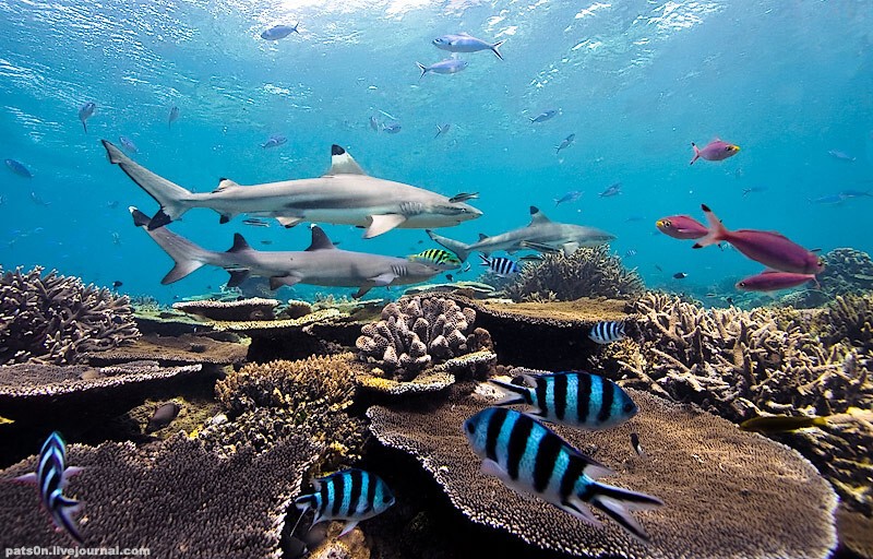 Потрясающие подводные фотографии Александра Сафонова