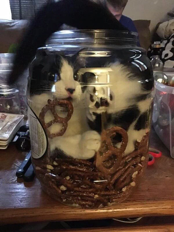Кот в банке печенья 