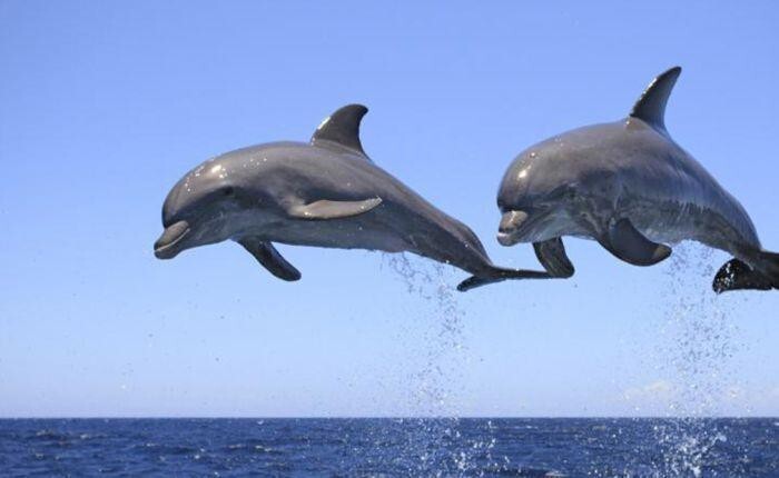 Интересная правда о дельфинах
