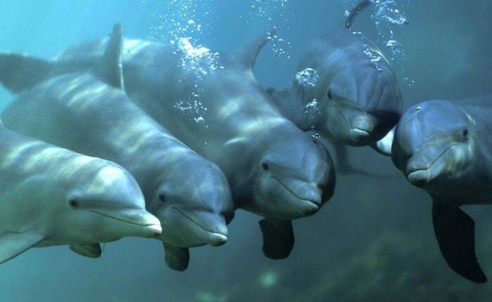 Интересная правда о дельфинах