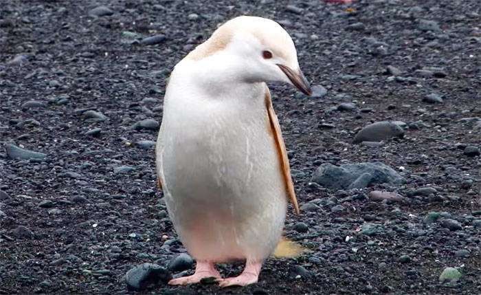Это вовсе не пингвин-альбинос