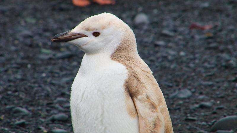 Редкий пингвин-блондин 