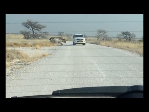 Носорог идет на таран 