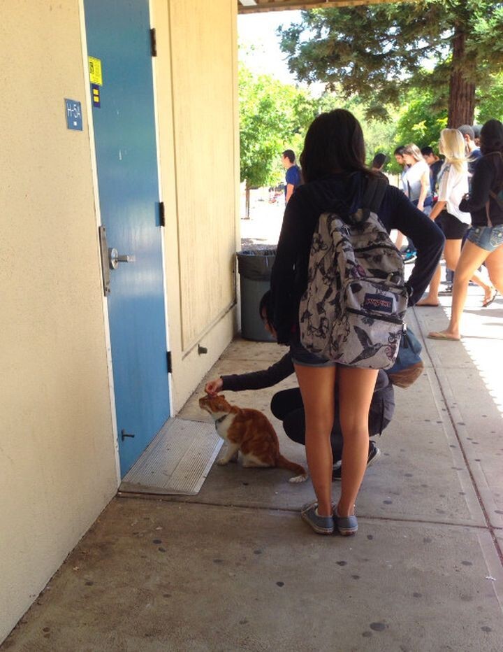 Она быстро поняла, что коту нравится гулять возле соседней школы, чтобы получать внимание и любовь ее учеников.