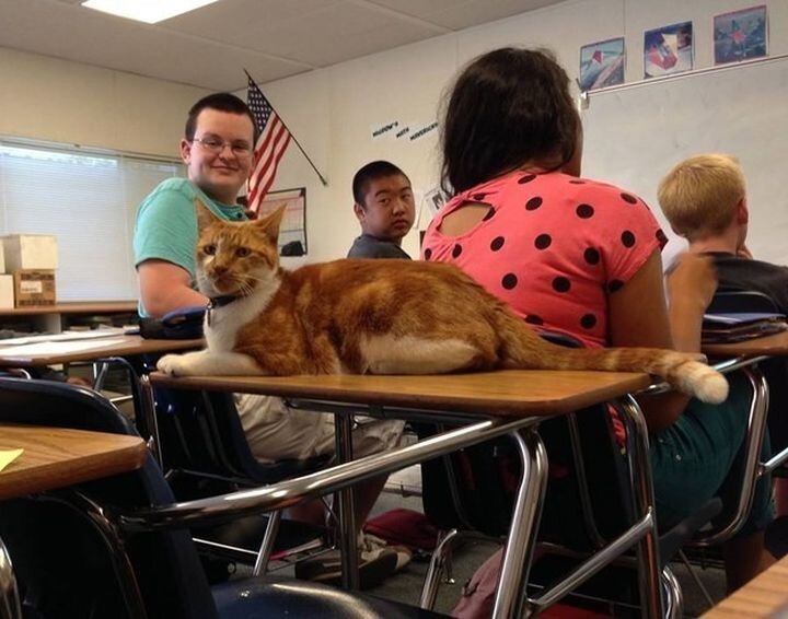 Этот милый котик действительно любит проводить время со своими одноклассниками. И они также наслаждаются его обществом.