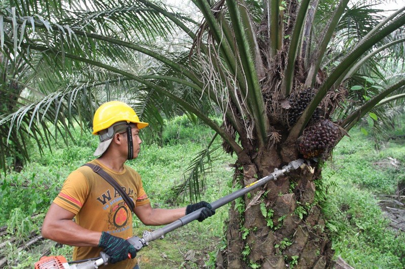 Как изготавливают пальмовое масло