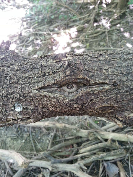 Глаз дерева 