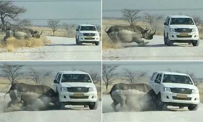 Носорог против машины