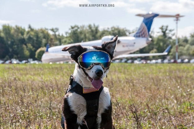 Это Пайпер, семилетний пёс породы бордер-колли. Он - служащий программы K-9 аэропорта Черри Кэпитал в городе Трэверс-Сити, штат Мичиган, США. 