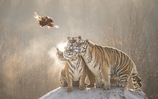 3. Пусть тигры - это просто большие кошки: всё-таки они - кошки!