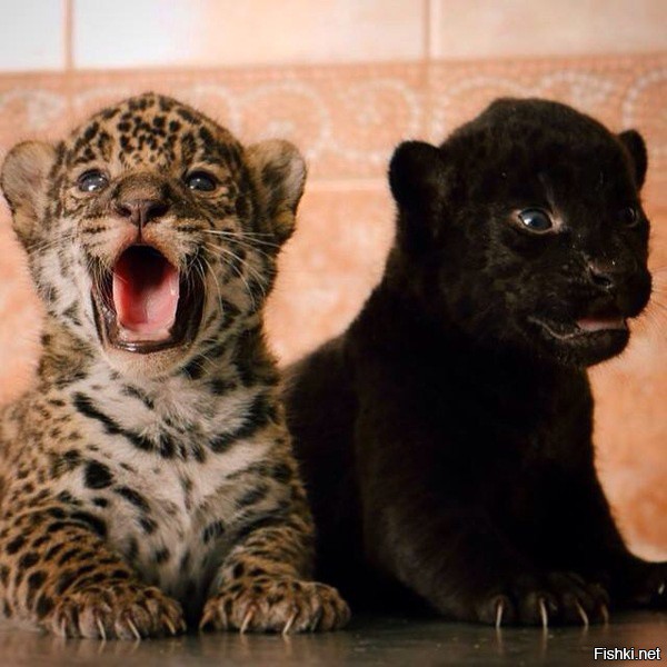 В Петербургском зоопарке живут две сестренки -самки ягуара