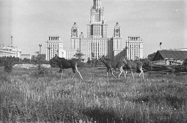 Лоси у МГУ. Москва, 1961 год.