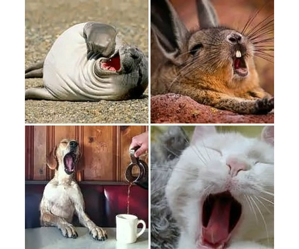 Почему животные зевают? 