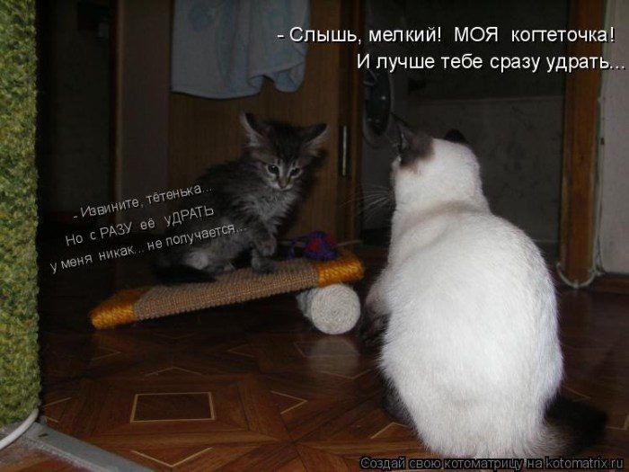 Котоматрица