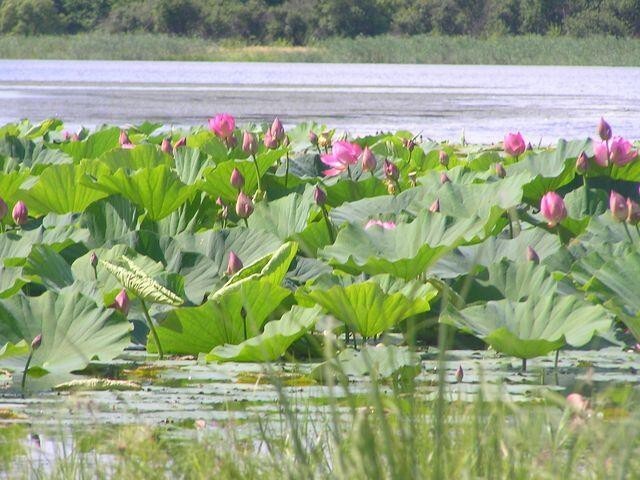 Красная книга России