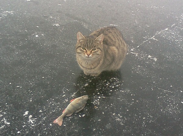 Рыбалка с котами