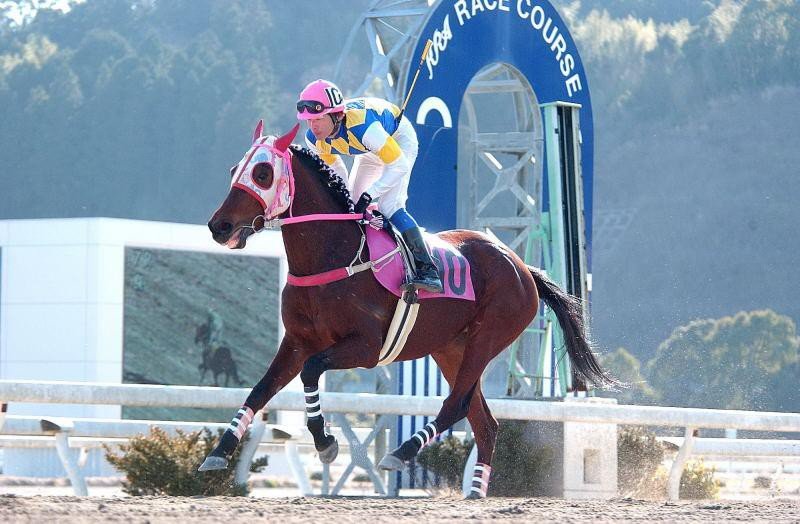 Самая известная лошадь Японии